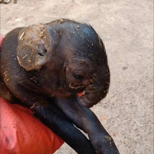 皇冠信用網登3代理
_猪生象？云南一母猪诞下两只猪仔形似大象皇冠信用網登3代理
，专家回应